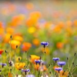 Campo de flores silvestres em flor na primavera — energia de renovação e despertar sazonal na Medicina Tradicional Chinesa em Lisboa