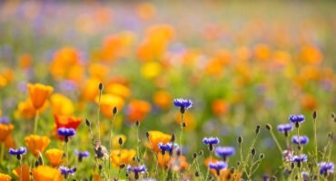 Campo de flores silvestres em flor na primavera — energia de renovação e despertar sazonal na Medicina Tradicional Chinesa em Lisboa