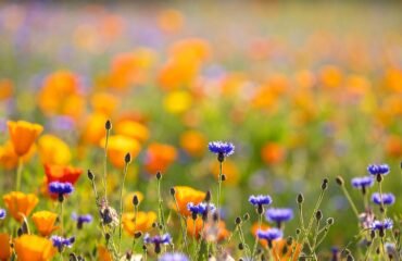 Campo de flores silvestres em flor na primavera — energia de renovação e despertar sazonal na Medicina Tradicional Chinesa em Lisboa