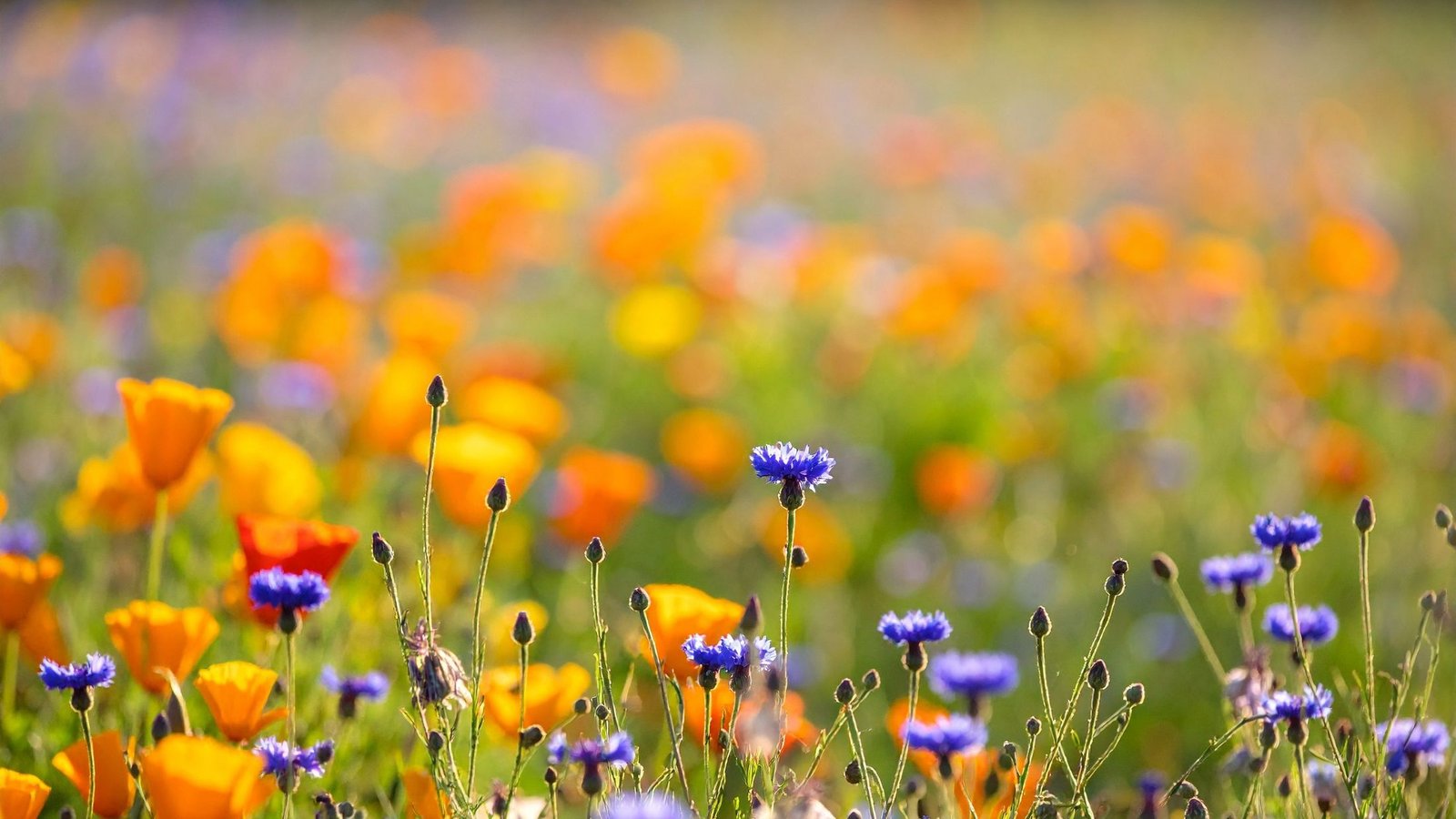 Não Falhou em Janeiro. O Momento é que Estava Errado | Five Clinic Lisboa Campo de flores silvestres em flor na primavera — energia de renovação e despertar sazonal na Medicina Tradicional Chinesa em Lisboa